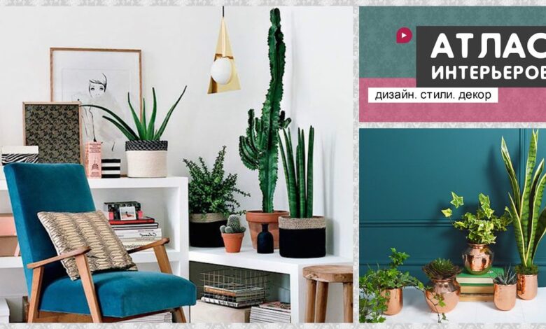 Photo of Как использовать растения в интерьере: идеи для создания зеленых уголков